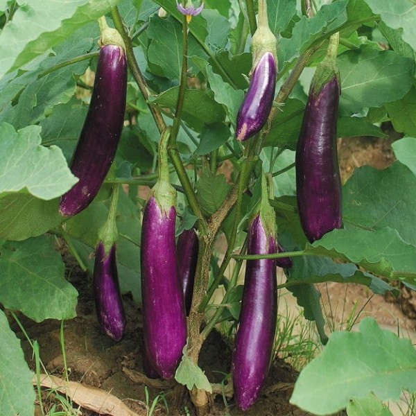 Penyiraman