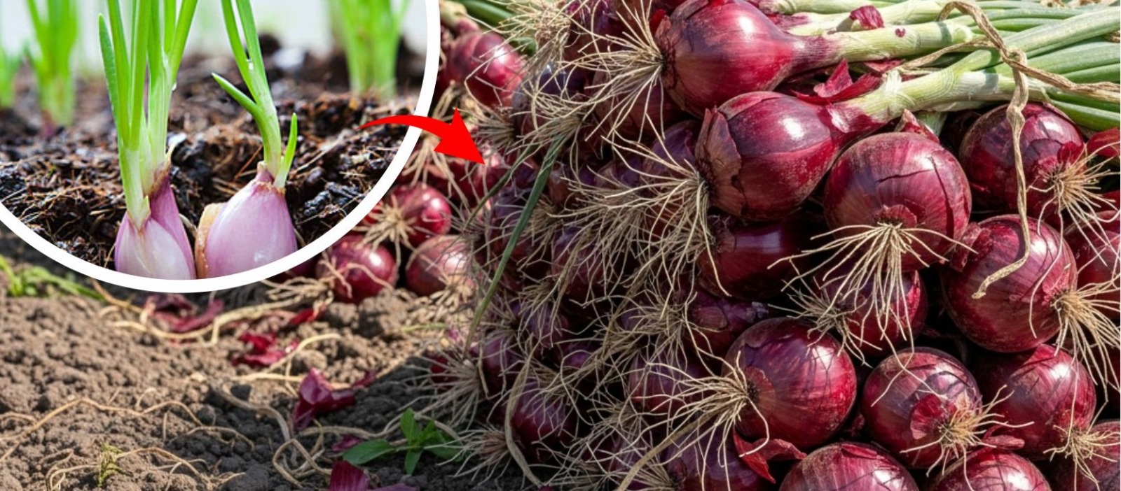 Bawang Merah